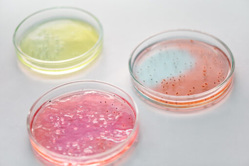 Nutriplate Selektivagar für pathogene Pilze