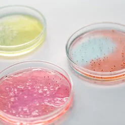 Nutriplate Reisextrakt Agar